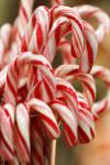 Christmas candy canes