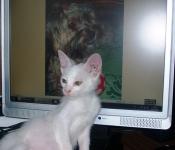 Gato frente Cirmi do monitor