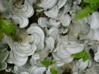 Cloud Forest грибов