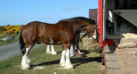 Clydesdale ló