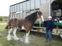 Clydesdale ló