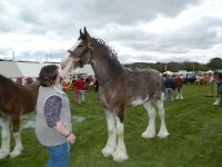 Clydesdale konia