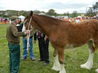 Clydesdale caballo