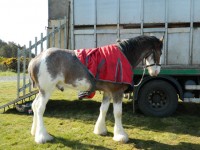 Clydesdale paard