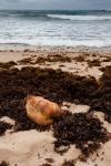 De coco e algas marinhas na costa