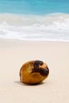 Kokosnuss im Sand