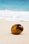 Coconut On Beach