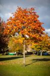 Színes fa ősszel