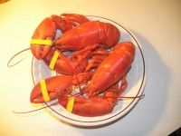 Gotowane homara maine