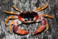 Alpinism crab