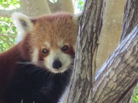 Aranyos vörös panda