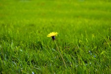 Dandelion On The Grass