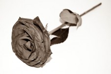 Rose morti