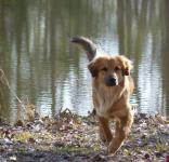 Pes u rybníka