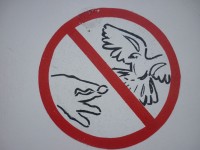 Nicht füttern die Vögel!