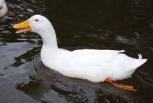 Duck natación
