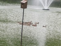鸭子在池塘边