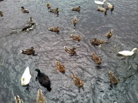 在一个池塘里的鸭子