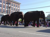 Слоны на парад