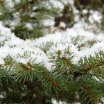 Evergreen pobočka ve sněhu