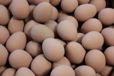 Los huevos falsos de goma