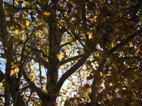 Fall-Baum