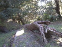 Fallen copac