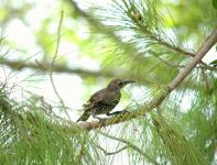 Weibliche Starling Vogel