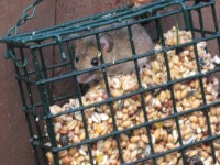 Field egeret eszik