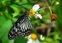 Motyl sfotografowany w Bohol