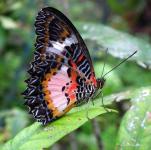 菲律宾薄荷岛，蝴蝶从