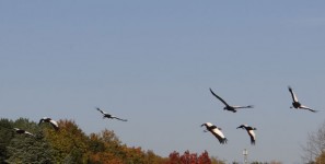 Flying Cranes