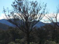 Flinderの範囲サウスオーストラリア州。