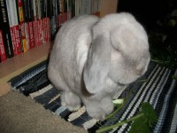 Floppy fülű Bunny