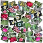 Flower And Leaf - Photo Collage