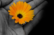 Blomma i handen