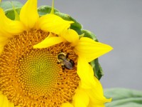 Blomma med ett bi