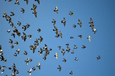 Gołębie latające