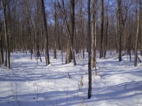 森林在冬季