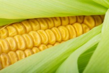 čerstvé kukuřice detail