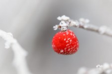 Frosty Red Berry