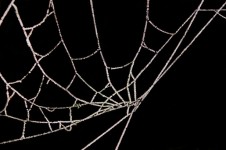 Bevroren spinnenweb