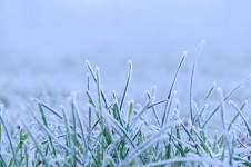 Grass congelato