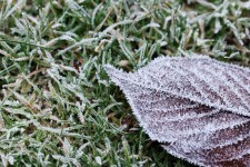 Foglia congelato su erba