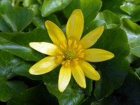 Žlutý květ