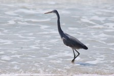 Goa Beach Pássaro