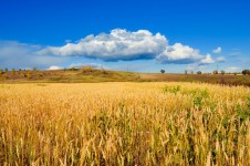 Золотое поле пшеницы