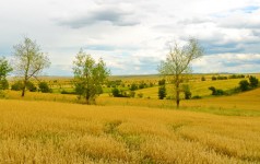 Los campos dorados de trigo