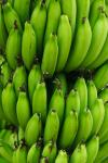 Zelené banány pozadí
