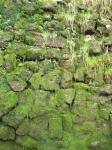 Groen Gras Textuur met mos